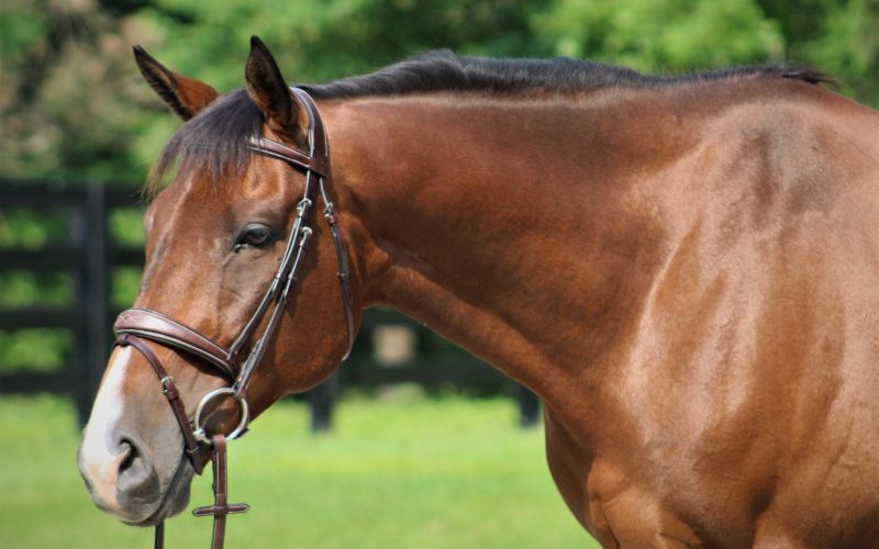 horse